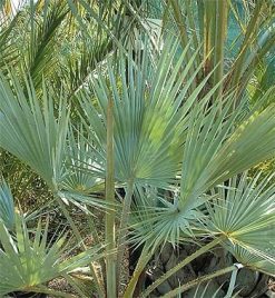 Exotic Blue Fan Palm