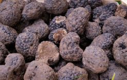 Now for fresh Black Winter Truffles: gourmet delights from Italy's Blue Mountains: 50g