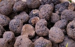 Now for fresh Black Winter Truffles: gourmet delights from Italy's Blue Mountains: 200g