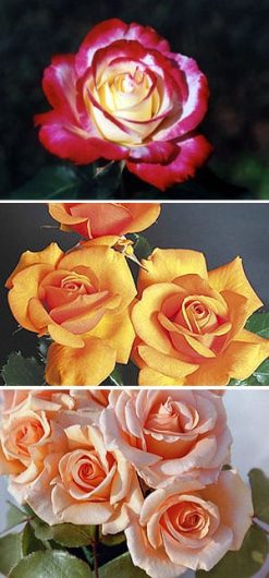 Long-stemmed tea rose - three bushes