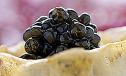 Finest fresh Oscietra Royal caviar from the top importer: exclusive low prices: 250g for £339, saving £411