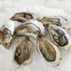A dozen sea-fresh Cornish Pacific (rock) oysters
