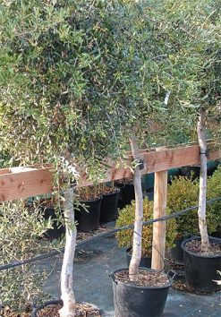 6 to 9ft Olive Tree