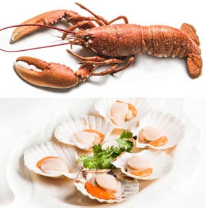 Delicious Cornish lobsters and scallops collection